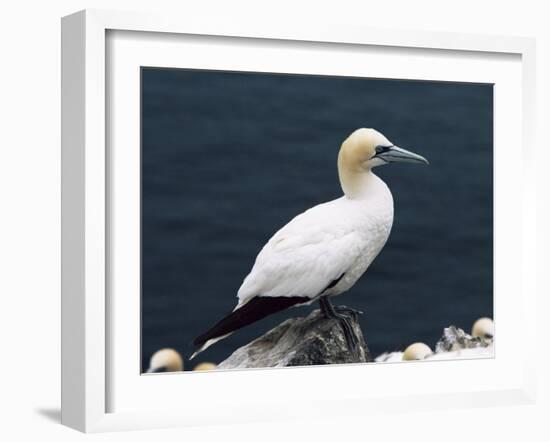 Gannet Perched on Rock, Bass Rock, East Lothian, Scotland, United Kingdom-Roy Rainford-Framed Photographic Print