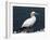 Gannet Perched on Rock, Bass Rock, East Lothian, Scotland, United Kingdom-Roy Rainford-Framed Photographic Print