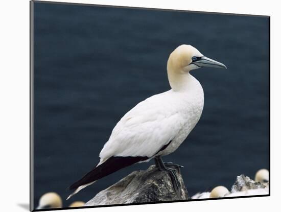 Gannet Perched on Rock, Bass Rock, East Lothian, Scotland, United Kingdom-Roy Rainford-Mounted Photographic Print