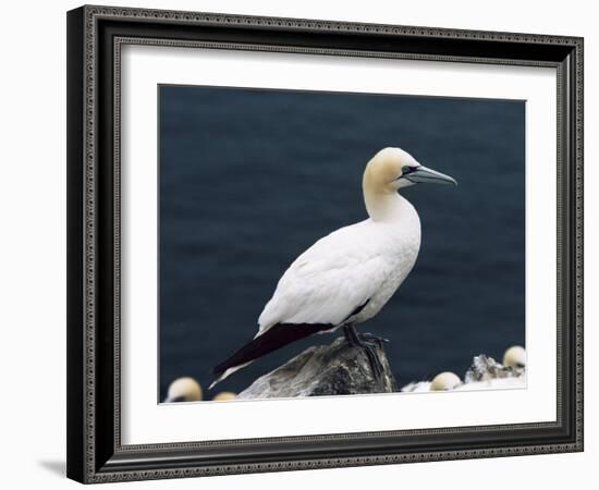 Gannet Perched on Rock, Bass Rock, East Lothian, Scotland, United Kingdom-Roy Rainford-Framed Photographic Print