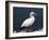 Gannet Perched on Rock, Bass Rock, East Lothian, Scotland, United Kingdom-Roy Rainford-Framed Photographic Print