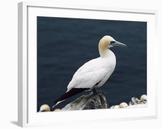 Gannet Perched on Rock, Bass Rock, East Lothian, Scotland, United Kingdom-Roy Rainford-Framed Photographic Print