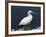 Gannet Perched on Rock, Bass Rock, East Lothian, Scotland, United Kingdom-Roy Rainford-Framed Photographic Print