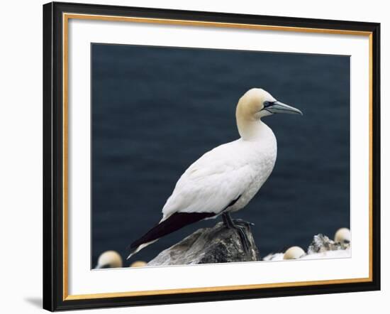 Gannet Perched on Rock, Bass Rock, East Lothian, Scotland, United Kingdom-Roy Rainford-Framed Photographic Print