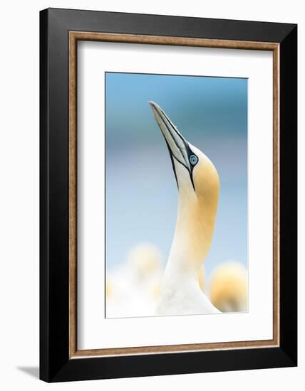 Gannet portrait, profile of a gannet (Morus bassanus) with its beak held high, Scotland, United Kin-Matthew Cattell-Framed Photographic Print