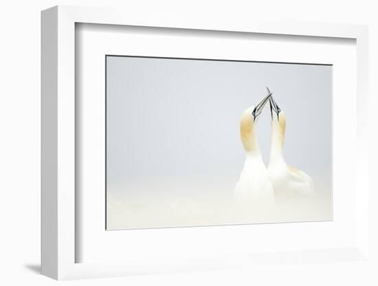 Gannets displaying, Great Saltee, County Wexford, Ireland-Danny Green-Framed Photographic Print