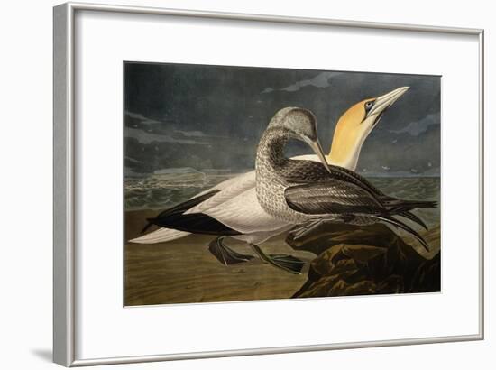 Gannets from "Birds of America"-John James Audubon-Framed Giclee Print