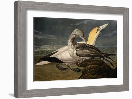 Gannets from "Birds of America"-John James Audubon-Framed Giclee Print