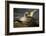Gannets from "Birds of America"-John James Audubon-Framed Giclee Print