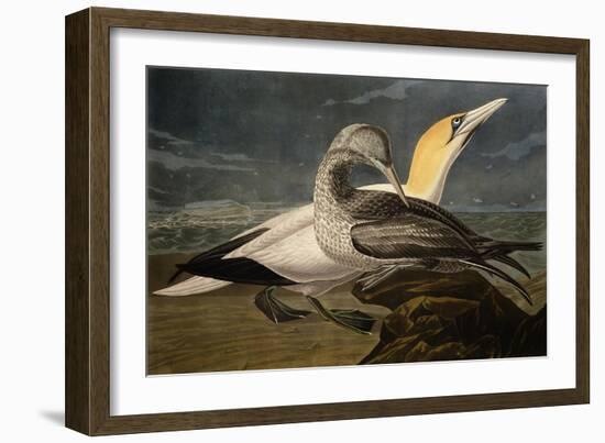 Gannets from "Birds of America"-John James Audubon-Framed Giclee Print