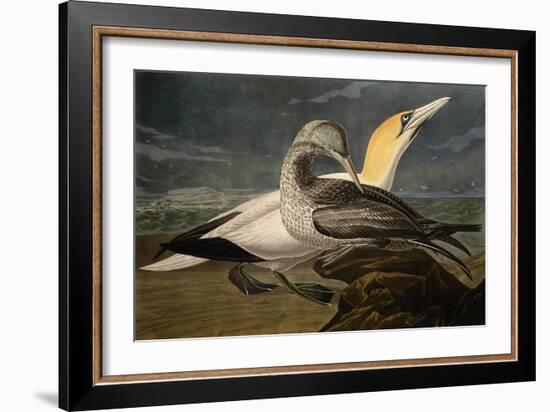 Gannets from "Birds of America"-John James Audubon-Framed Giclee Print