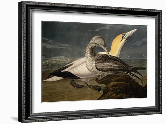 Gannets from "Birds of America"-John James Audubon-Framed Giclee Print