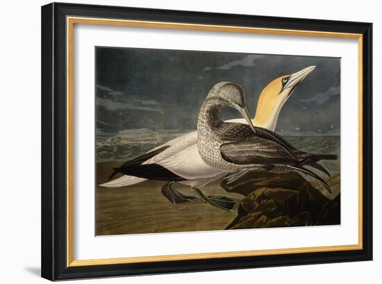 Gannets from "Birds of America"-John James Audubon-Framed Giclee Print