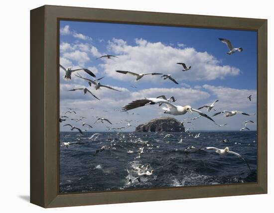 Gannets in Flight, Following Fishing Boat Off Bass Rock, Firth of Forth, Scotland-Toon Ann & Steve-Framed Premier Image Canvas