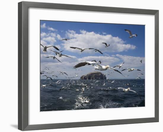 Gannets in Flight, Following Fishing Boat Off Bass Rock, Firth of Forth, Scotland-Toon Ann & Steve-Framed Photographic Print