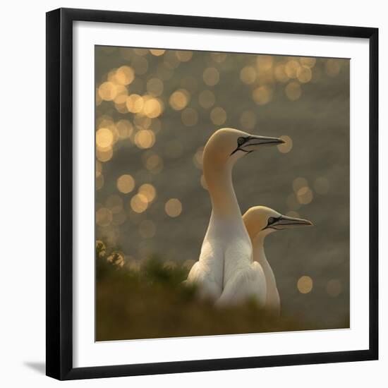 Gannets In Sunset-Karen Kolbeck-Framed Giclee Print