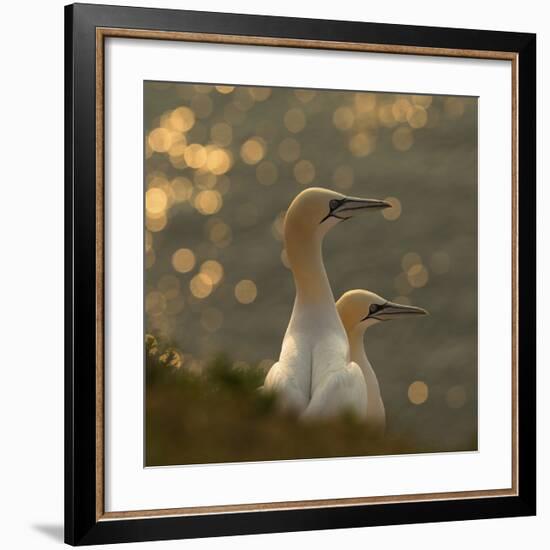 Gannets In Sunset-Karen Kolbeck-Framed Giclee Print