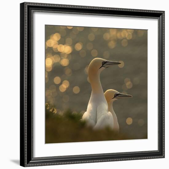 Gannets In Sunset-Karen Kolbeck-Framed Giclee Print