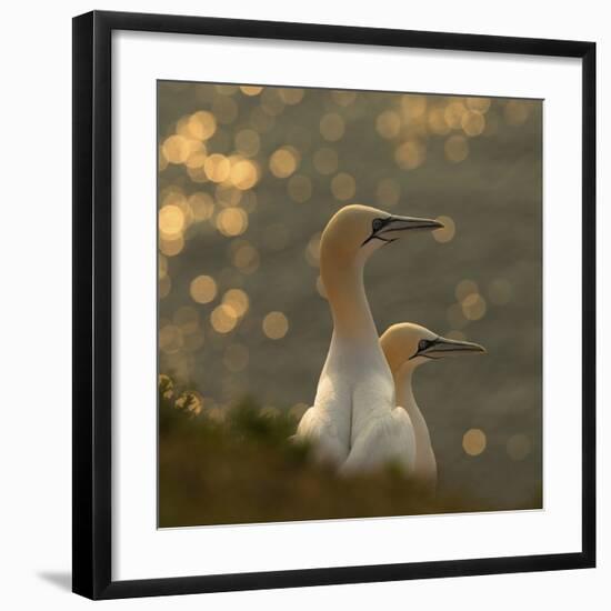 Gannets In Sunset-Karen Kolbeck-Framed Giclee Print