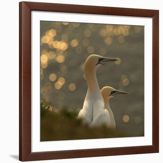 Gannets In Sunset-Karen Kolbeck-Framed Giclee Print