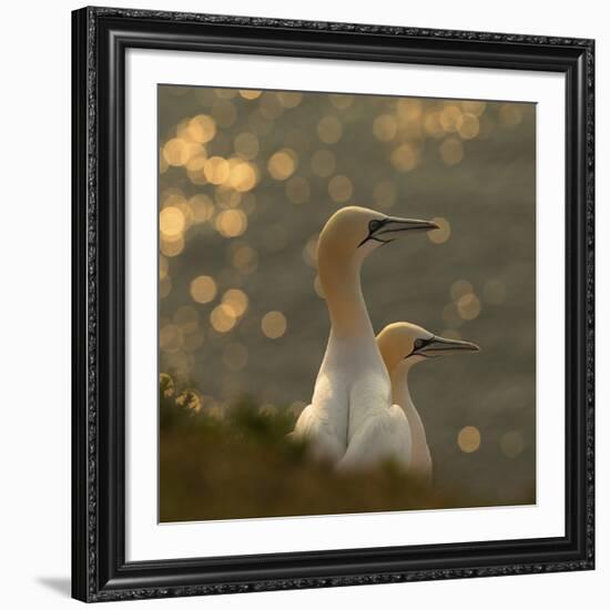 Gannets In Sunset-Karen Kolbeck-Framed Giclee Print