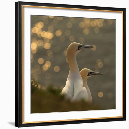 Gannets In Sunset-Karen Kolbeck-Framed Giclee Print