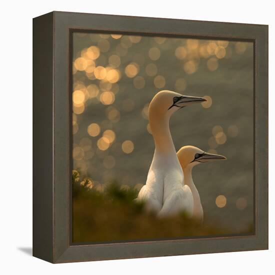 Gannets in Sunset-Karen Kolbeck-Framed Premier Image Canvas