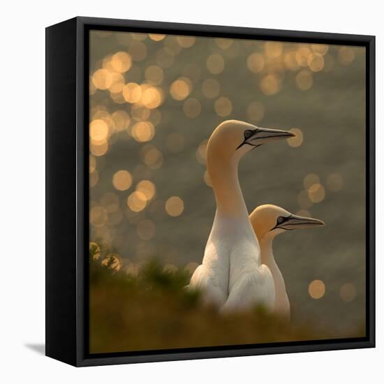 Gannets in Sunset-Karen Kolbeck-Framed Premier Image Canvas