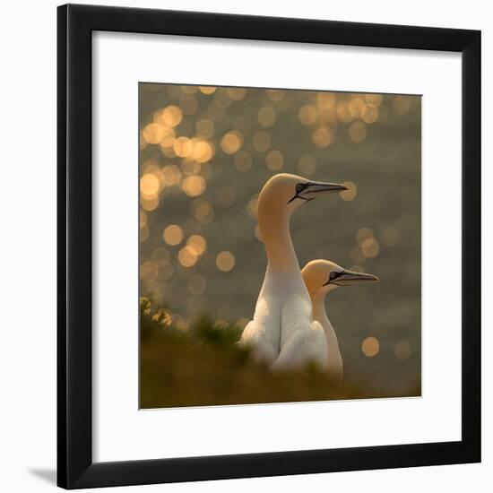 Gannets in Sunset-Karen Kolbeck-Framed Photographic Print