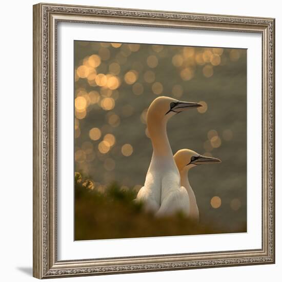 Gannets in Sunset-Karen Kolbeck-Framed Photographic Print