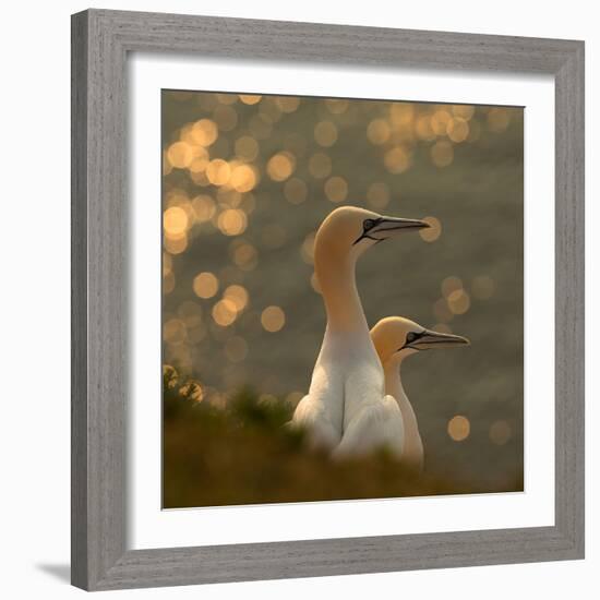 Gannets in Sunset-Karen Kolbeck-Framed Photographic Print