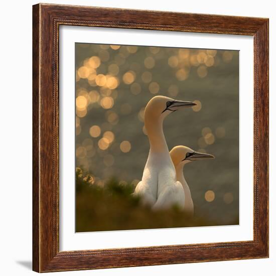 Gannets in Sunset-Karen Kolbeck-Framed Photographic Print