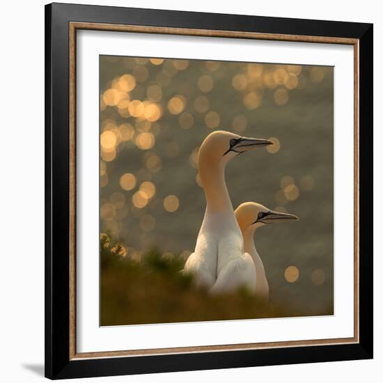 Gannets in Sunset-Karen Kolbeck-Framed Photographic Print