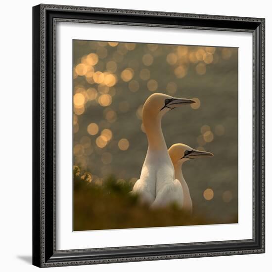 Gannets in Sunset-Karen Kolbeck-Framed Photographic Print