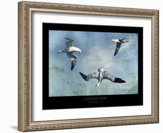 Gannets Trio-Carlos Casamayor-Framed Giclee Print