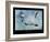 Gannets Trio-Carlos Casamayor-Framed Giclee Print