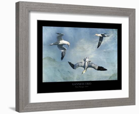 Gannets Trio-Carlos Casamayor-Framed Giclee Print