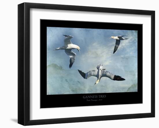 Gannets Trio-Carlos Casamayor-Framed Giclee Print