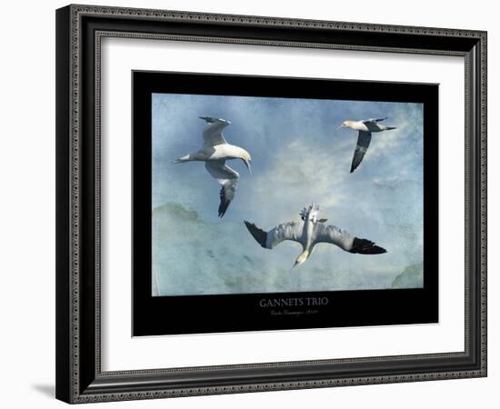 Gannets Trio-Carlos Casamayor-Framed Giclee Print