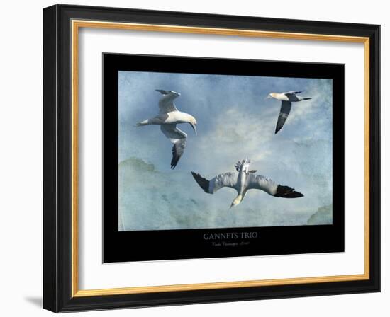 Gannets Trio-Carlos Casamayor-Framed Giclee Print