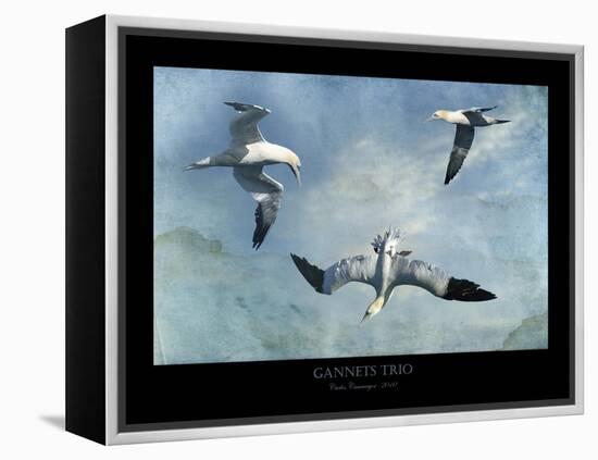 Gannets Trio-Carlos Casamayor-Framed Premier Image Canvas