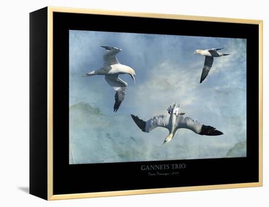 Gannets Trio-Carlos Casamayor-Framed Premier Image Canvas