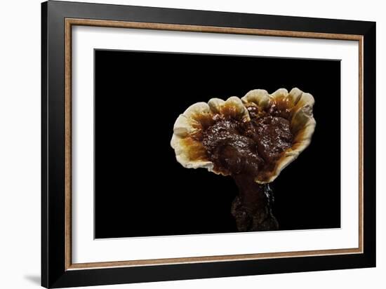 Ganoderma Lucidum (Reishi Mushroom, Lingzhi Mushroom, Lacquered Bracket)-Paul Starosta-Framed Photographic Print