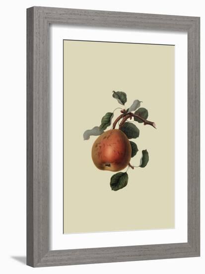 Gansel's Bergamot Pear-William Hooker-Framed Art Print