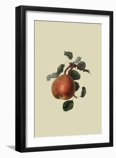 Gansel's Bergamot Pear-William Hooker-Framed Art Print