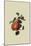 Gansel's Bergamot Pear-William Hooker-Mounted Art Print