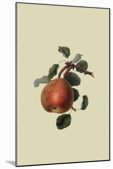 Gansel's Bergamot Pear-William Hooker-Mounted Art Print