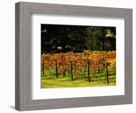 Gapstead Vineyard, near Bright, Victoria, Australia-David Wall-Framed Photographic Print