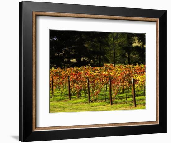 Gapstead Vineyard, near Bright, Victoria, Australia-David Wall-Framed Photographic Print