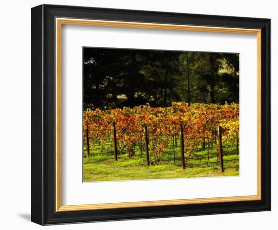 Gapstead Vineyard, near Bright, Victoria, Australia-David Wall-Framed Photographic Print